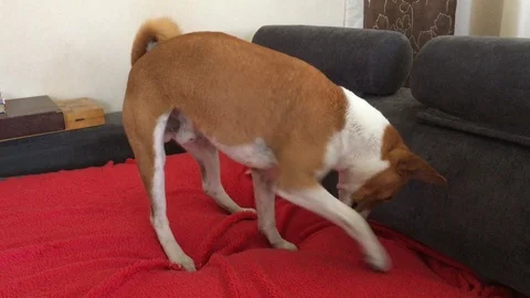 Basenji dog pawing on a sofa 스톡 동영상 124533606