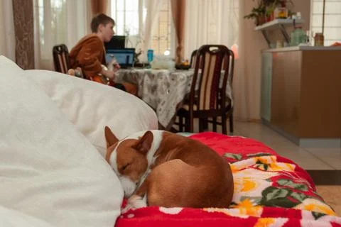 Basenji dog sleeping on the sofa while master playing guitar Stock Photos