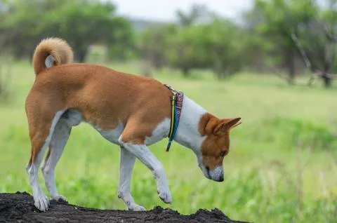 Basenji dog walking down a tree branch Stock Photos