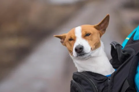 Basenji dog while sitting inside of comfortable master backpack Stock Photos