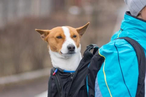 Basenji dog while sitting it inside of comfortable master backpack Foto stock