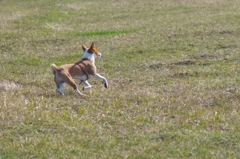 Basenji doing turn while galloping in spring fields. Stock Photos