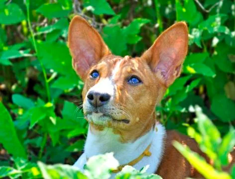 Basenji in grass 写真素材