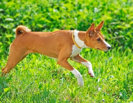 Basenji in grass Stock Photos