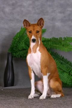 Basenji Foto stock