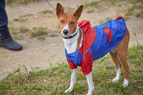 Basenji Portrait Dog dressed for a walk in the spring during rain Stock Photos