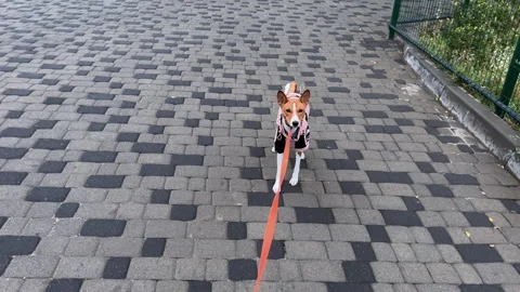 Basenji refuses to go in a wet weather and rain Stock Footage 287992109