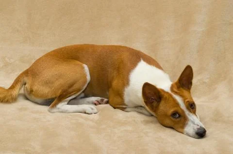 Basenji resting a soft bedspread and watching Stock Photos