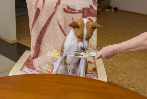 Basenji sniffing around while sitting at the dinner table Foto stock