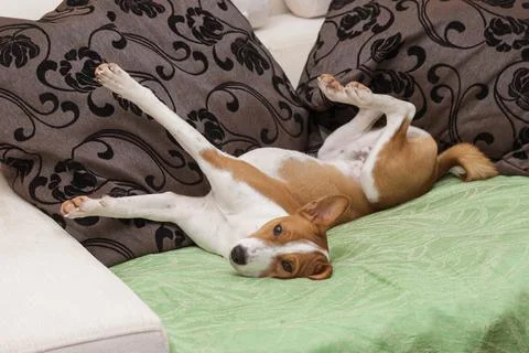 Basenji stretch itself while lying on a human sofa in siesta time Stock Photos