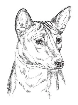Basenji vector hand drawing portrait Illustrazione stock