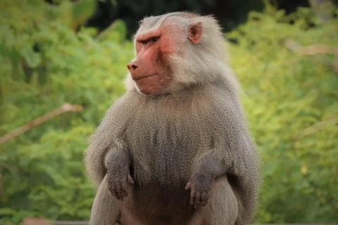 Bashful Baboon Stockfoto's