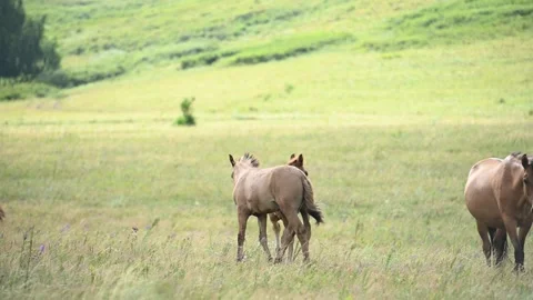 Bashkirian horses on a meadow Stock Footage 247068398