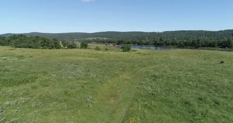 Bashkiriya korovi 3 Stock Footage 102237958