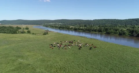 Bashkiriya korovi Stock Footage 102237926