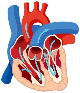 Basic anatomy of human heart Stock Illustration