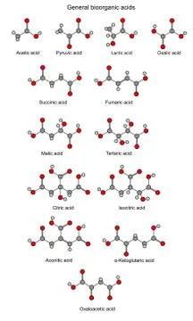 Basic bioorganic acids - structural chemical formulas Illustrazione stock