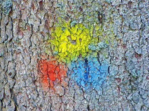 Basic colors on the bark of coniferous alpine tree - Steg, Liechtenstein Stock Photos