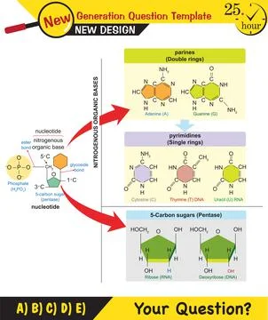 Basic components of living things Stock Illustration