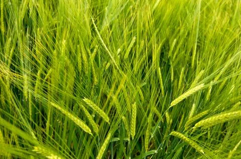 Basic food Stock Photos