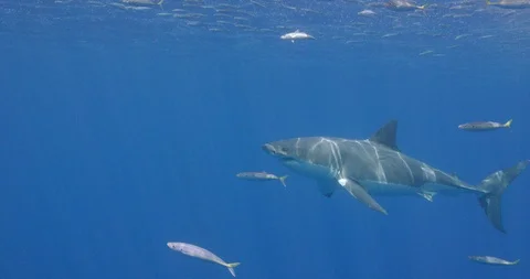 Basic Great White Shark Stock Footage 96260702