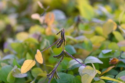 Basic illustration emphasizing soybean pod characteristics, Elegant and subdued Stock Photos