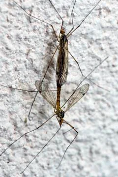 Basic instinct mosquito mating Stock Photos