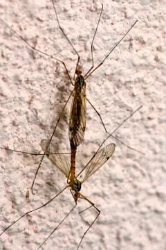 Basic instinct mosquito mating Stock Photos