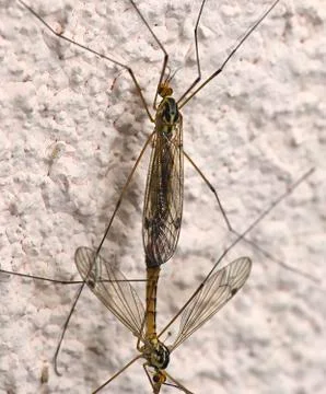Basic instinct mosquito mating Stock Photos