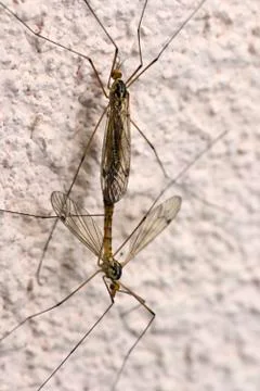 Basic instinct mosquito mating Stock Photos