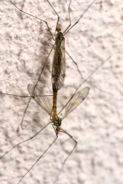 Basic instinct mosquito mating Stock Photos