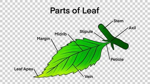 Basic leaf parts, external structure infographics, Leaf anatomy Stock Illustration