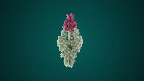 Basic Protein Molecule in Continuous Rotation Looped 4K Stock Footage 265695246