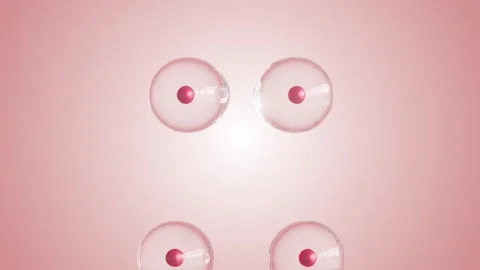 Basic Red Blood Cell Division Looped 4K Stock Footage 348514816