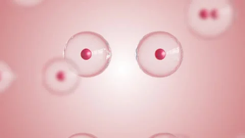 Basic Red Blood Cells Division 4K Stock-Footage 348514855