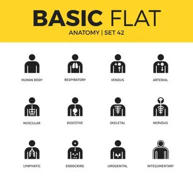 Basic set of anatomy icons 스톡 일러스트