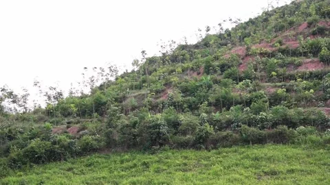 Basic steps of growing plants Vidéo 172309660