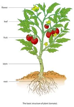 Basic structure of a tomato plant Stock Illustration