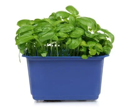 BASIL 0005 Stock Photos