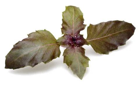 BASIL 0031 Stock Photos