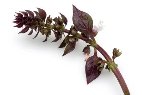 BASIL 0036 Stock Photos