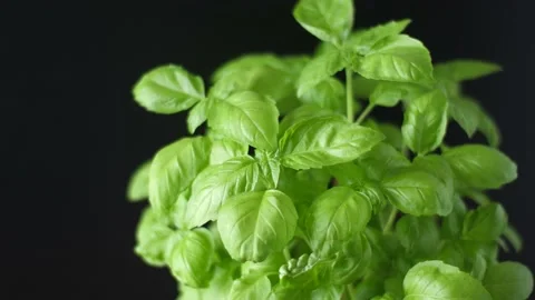 Basil 1 Stock Footage 142189257