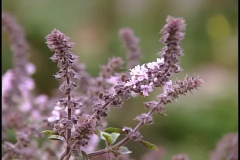 Basil African Blue 库存影片 11740584