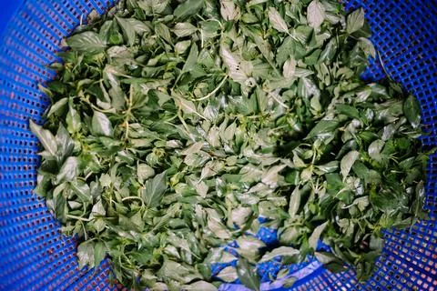 Basil, also called great basil, is a culinary herb of the family Lamiaceae. Stock-Fotos