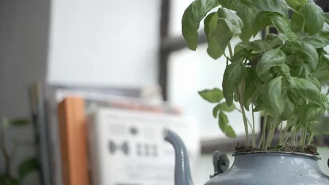 Basil and Books Decorates a Kitchen Stock Footage