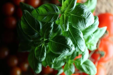 Basil and cherry tomatoes Stock Photos