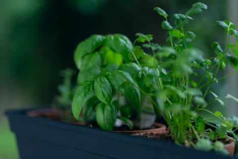 Basil and herbs Stock Photos