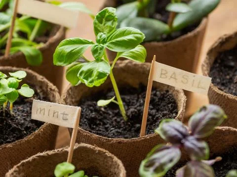 Basil and mint seedlings in biodegradable pots on wooden table. Germination.. Stock Photos