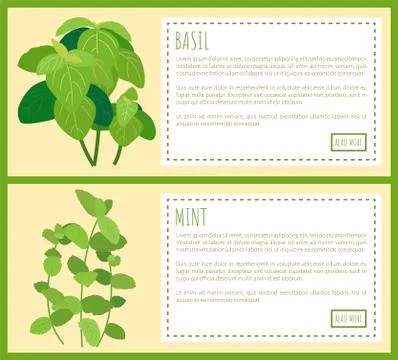Basil and Mint Vector Banner, Color Illustration Illustrazione stock