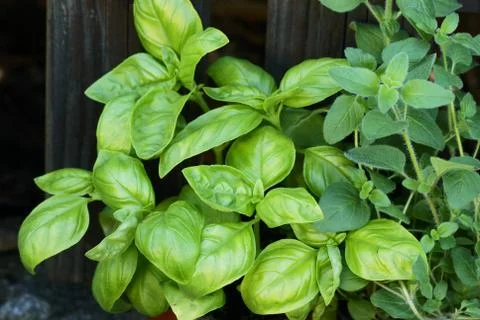 Basil and oregano Stock Photos